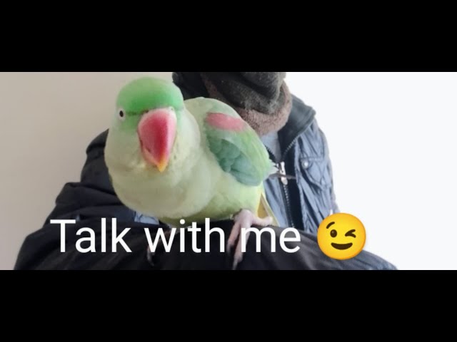 MITTHU💗💓💖 #funny #talkingparrot #ringnecktalkingparrot #ringneckparrot #talkingparrotscare