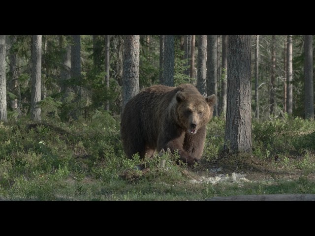 A big brown bear walks in the old forest. 4K HDR