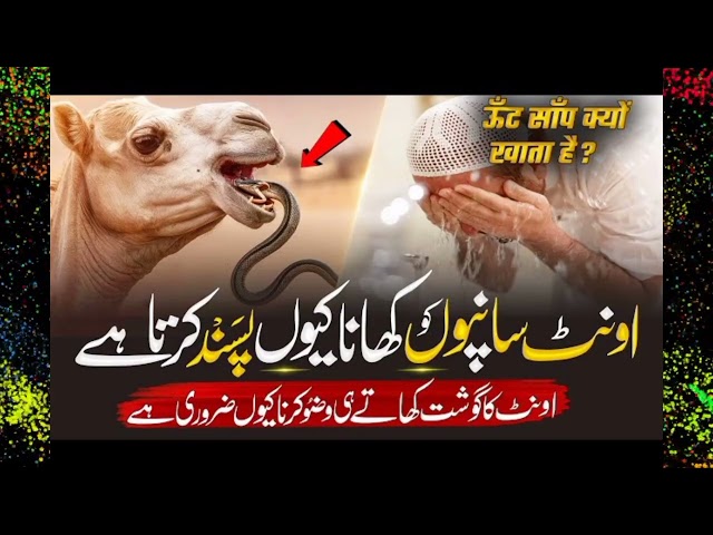 Amazing Facts Why Camel Eats Snake | Oont Snake Kyun Khaata Hai  Iska Ruhaani Raaz | #tohfaemuhammad