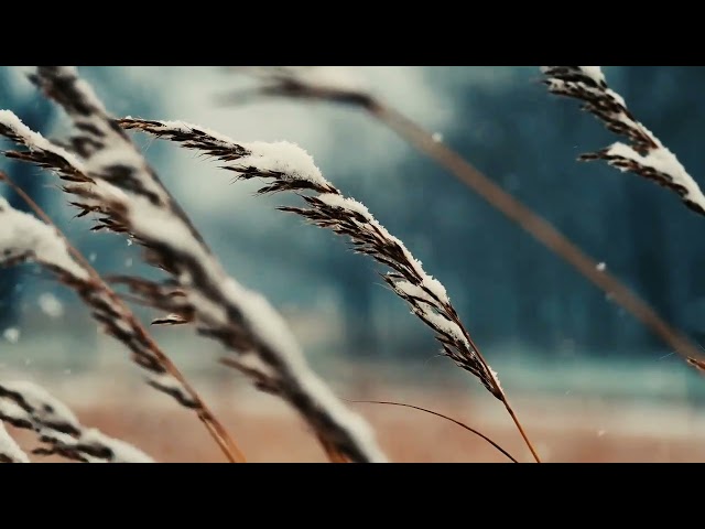 Cold Snowfall Sound Effect | Copyright Free Nature Sounds ❄️🎶