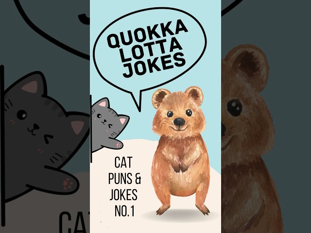 Quokka Lotta Jokes Cat Puns & Jokes No 1 #cat #cats #catjokes #catshorts