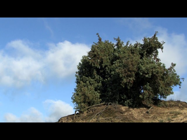 Juniper on dune 🔴