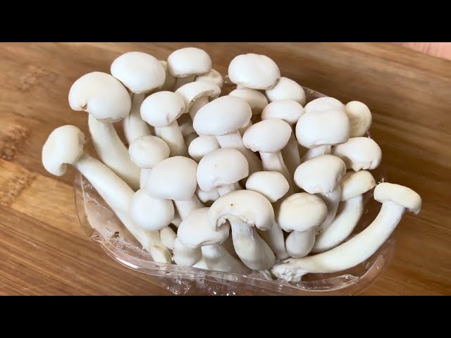 Mushroom | Edible White Beech Mushrooms | Royalty free stock video footage - No copyright 4K