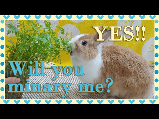 Will you Minari me?  (Rabbit Eating Water Parsley)