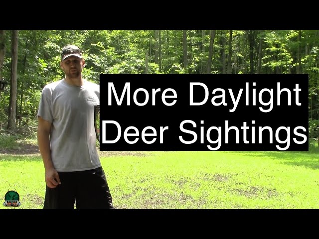 Deer Hunting Tips - Food Plots