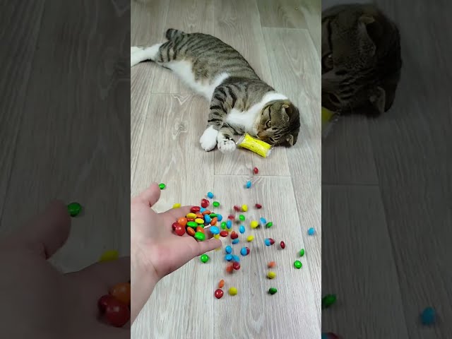 Satisfying Reverse Video Funny Cats ❤🐱 Marbles Beads Domino