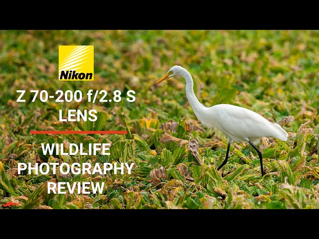 Nikon Z 70-200mm f/2.8 VR S Field Review // Bird & Wildlife Photography