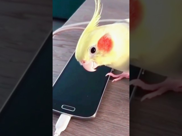 Parrot that likes to imitate #funnyanimals #petvideos#cutepets #challenge #fyp#usa