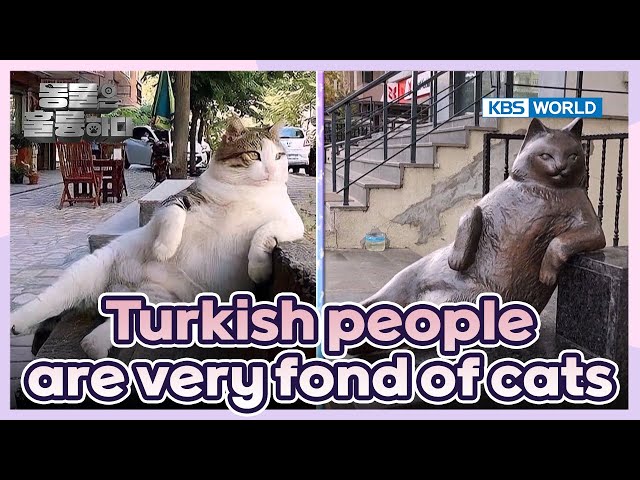 A famous cat, Tombili🐱 [Animals Are Incredible : EP.6-2] | KBS WORLD TV 250205