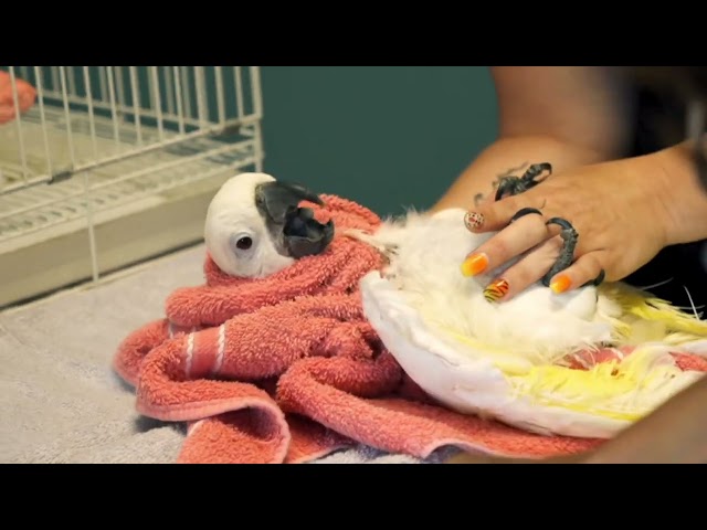 Taking my parrot to the vet #parrot #health #newvideo #youtuber