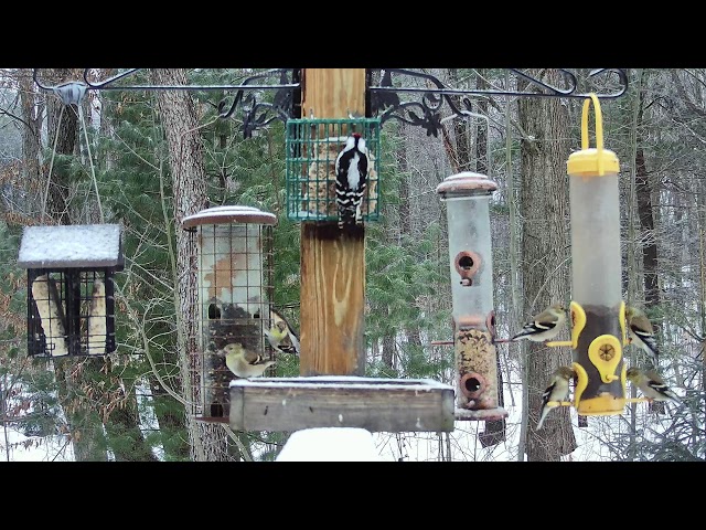 Live at Woods' Edge - Birdfeeder cam - Nunica, MI