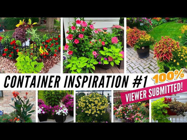 Your Best Container Garden Ideas! I'm INSPIRED by YOU