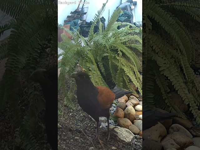 Greater coucal Amazing bird