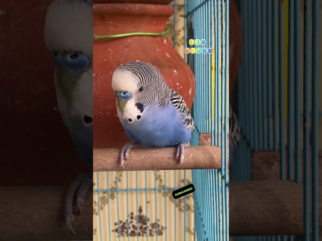 Happy budgie chirping sound 💚✨ #rbnbirds #birds #budgies #lovebirds #parakeet #parrot #pets