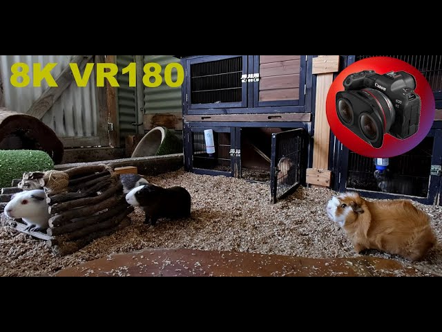 8K VR180 CUTE!!! Guinea Pigs in the petting zoo at Paradise Country in 3D (Travel/Lego/ASMR/Music)