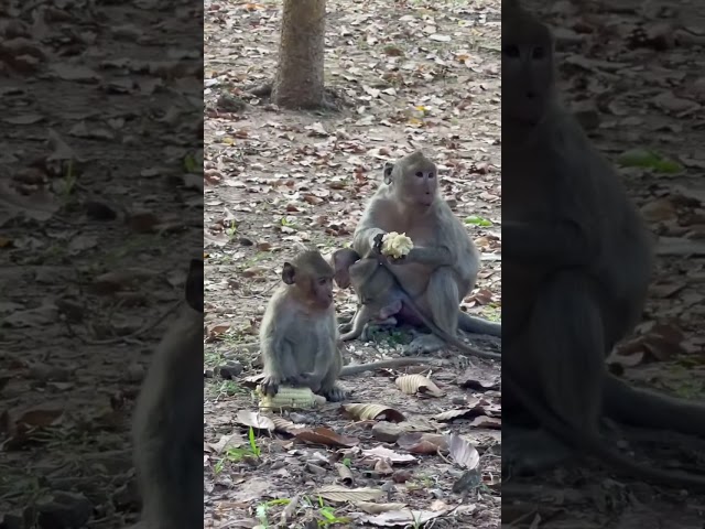 Monkey 🙈 good Mom 🙉🙉🙉 #monkeytime #monkey #animals #funny  #cute #love #nature #happiness #art