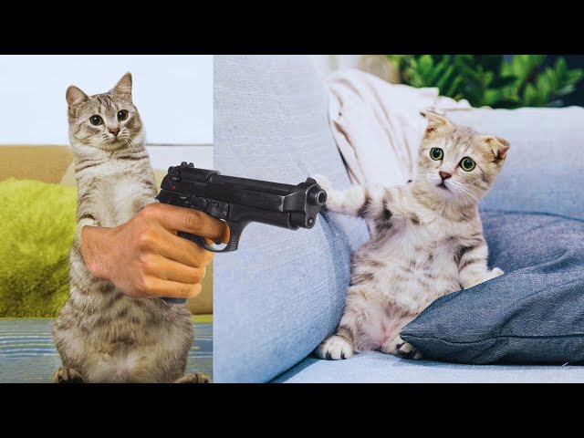 😹 Hilarious Cat Fails That Will Make You Laugh!