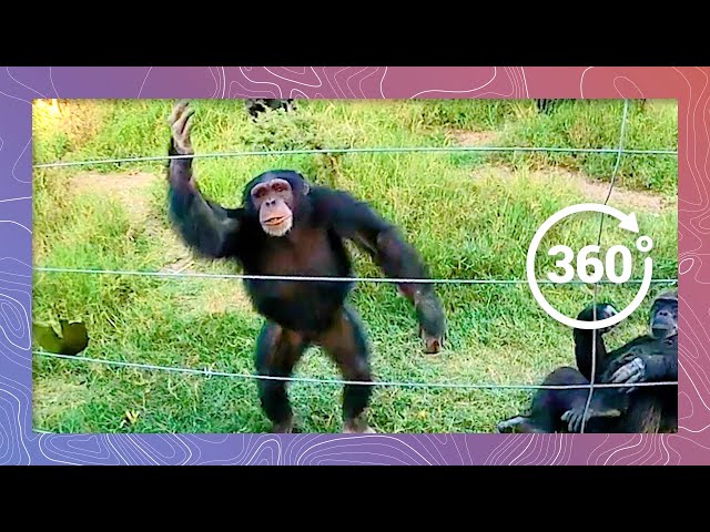 Chimp Throws Rock at Cameraman | Wildlife in 360 VR