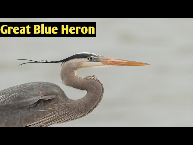 Great Blue Heron #birds #nature #youtubeshorts #youtube #ytshorts #shorts #shortvideo #video