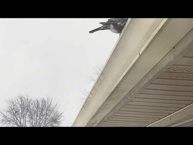 Birds on the Roof, On a Blizzard Day