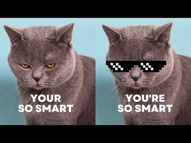 😻Cats HILARIOUSLY Entertain and Make Us Laugh! #MUSTWATCH