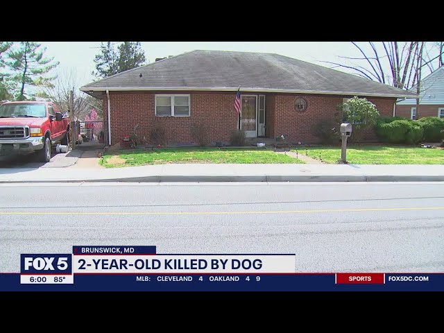 Pit bull-mastiff mix kills 2-year-old in Frederick County | FOX 5 DC