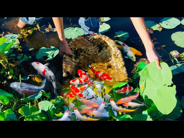 Top Amazing Catching Koi Fish And Angle Fish In Beautiful Lake