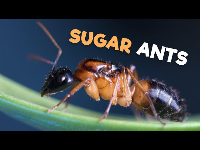 Sugar Ants | Tandem Running Their Way to Victory