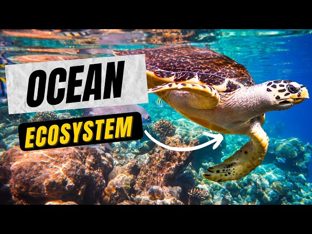 What are some ocean ecosystems?|Marine Ecosystems |AQUATIC ECOSYSTEM|Exploring Oceans Teaching Oasis