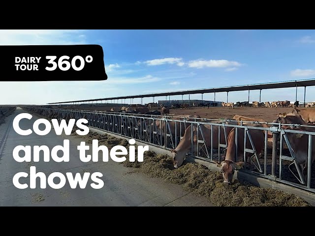 Explore the Cow "Kitchen" | Dairy Tour 360 VR – Part 2