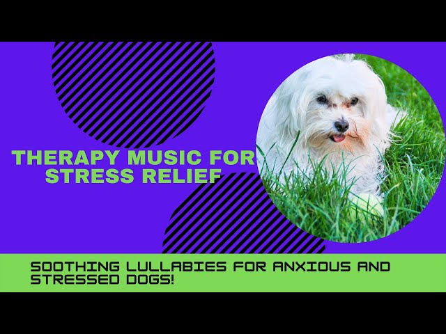 Therapy Music For Stress Relief -  Relaxing Music For Dogs #therapy #relaxingmusic #musicfordogs