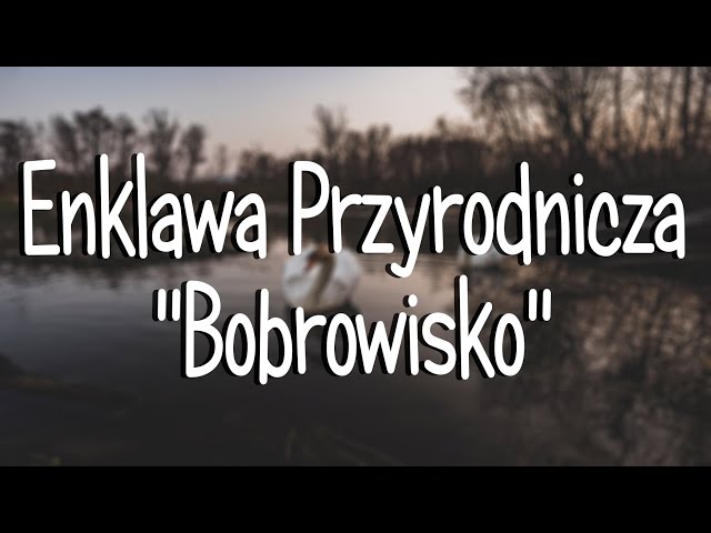 STARY SĄCZ | Enklawa Przyrodnicza ''Bobrowisko''