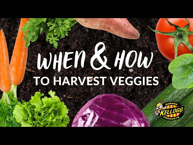 When and How to Harvest Your Favorite Veggies