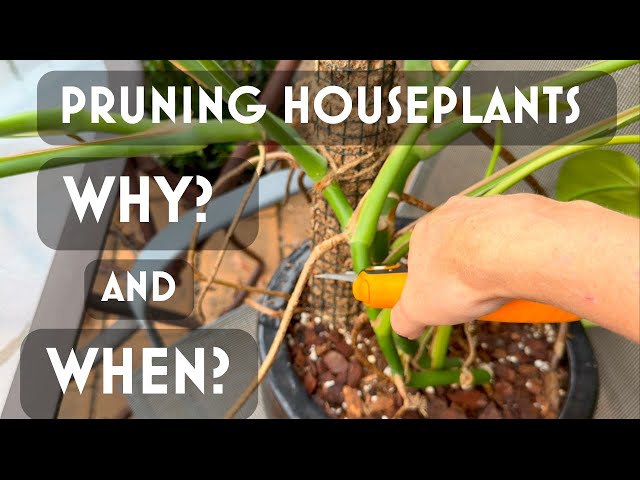 How and Why I Prune My Indoor Houseplants | Pruning My Monstera