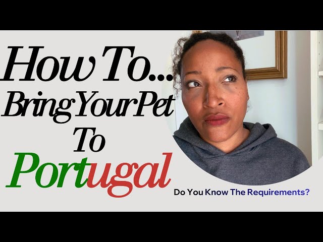 How To Bring Your Pet To Portugal 🇵🇹 Living Abroad in Portugal Alone!