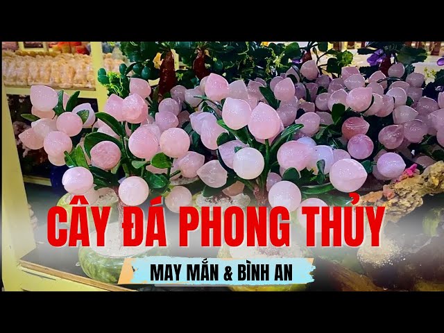 Các loại cây đá phong thủy tự nhiên – Đem lại thịnh vượng cho ngôi nhà