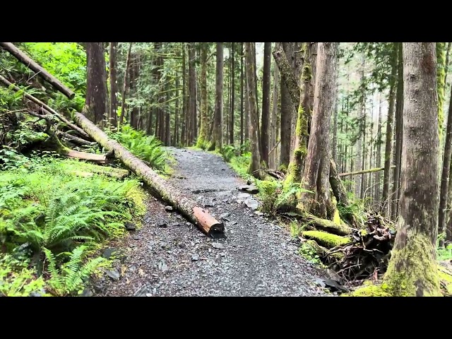 Heather Lake Trail: A Rainy Midsummer Walk (5)