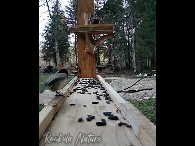 1 minute of garden birds at a feeding platform