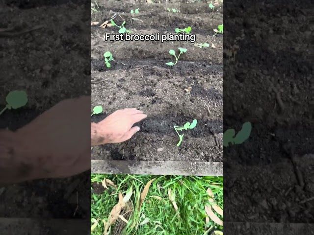 First broccoli planting #suburbangardening #growyourownfood #backyardgardening