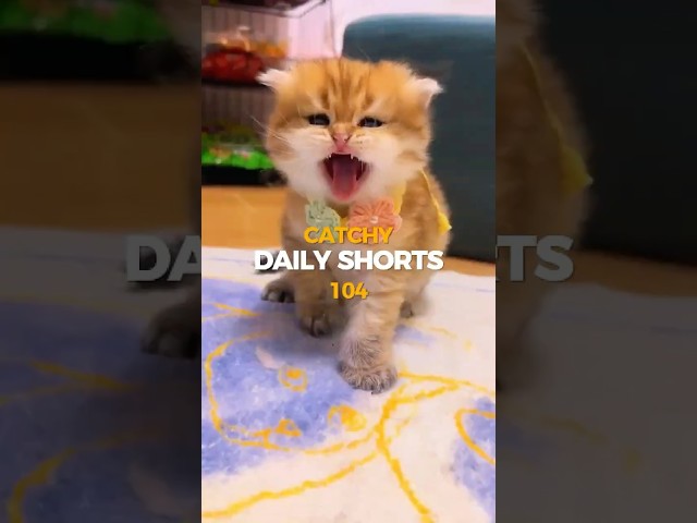 Daily Short 104 🐱 #cat #catlover #kitten #cutecat #catvideos #funnycats #kucing #kitty