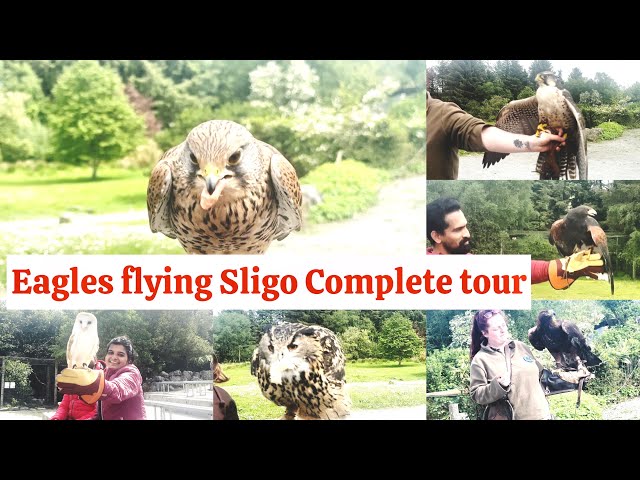 Eagles flying Sligo a complete tour, an informative video about eagles, owls, falcons and vultures.