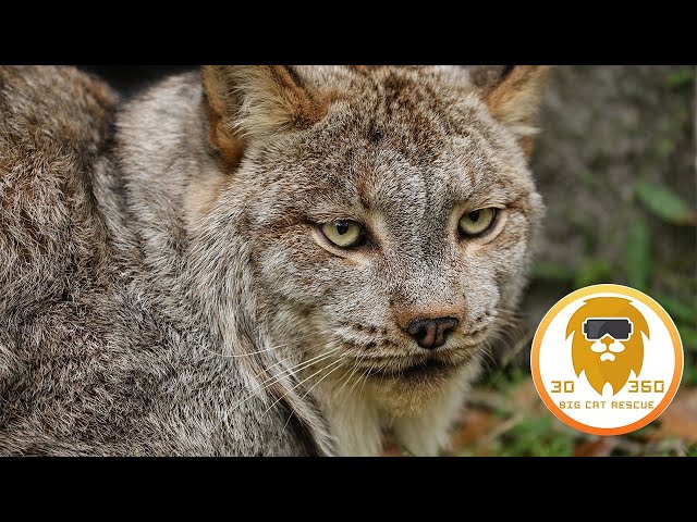 Elusive Canada Lynx in 3D 180VR!