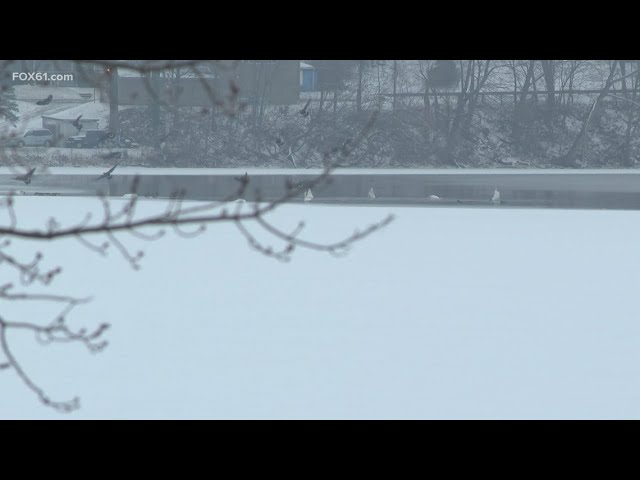 State DEEP says bird flu is killing geese in Connecticut