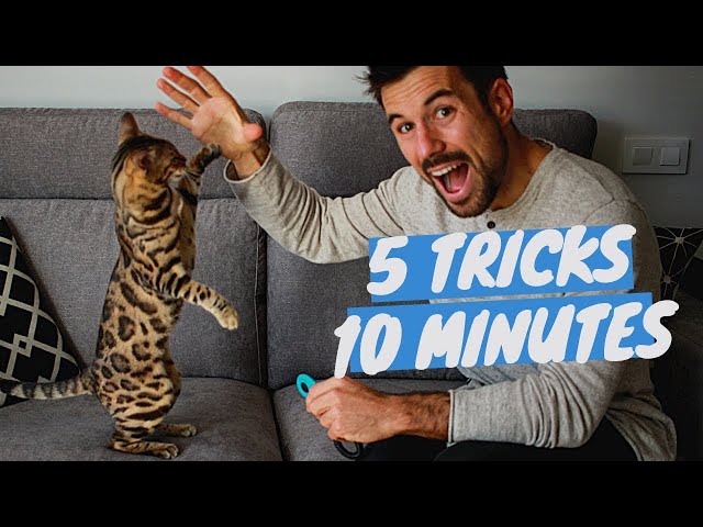 Learn 5 CAT TRICKS in 10 minutes - Easy & Cool Clicker Training Tricks