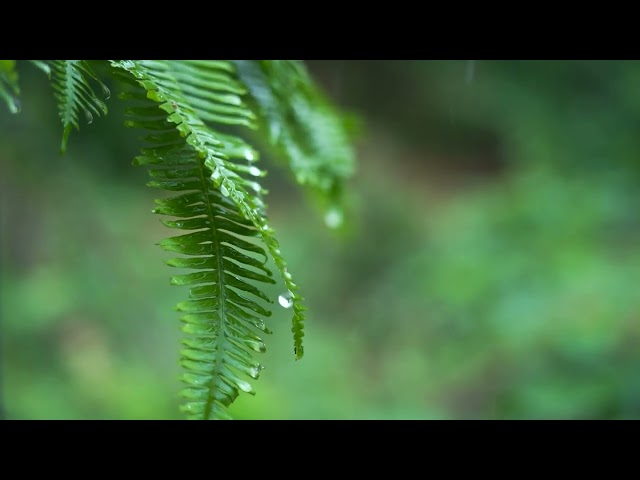 Rain Sounds for Stress Relief, Relaxing Music, Deep Sleeping Music