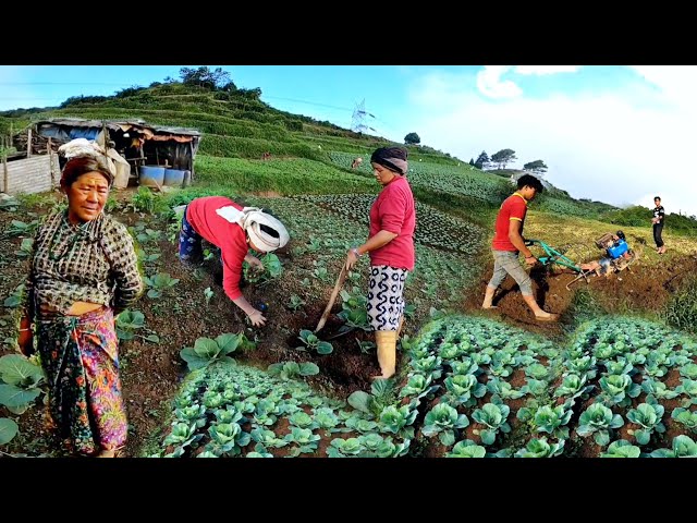 Beautiful Nepali Village Farming Lifestyle | Cabbage Farming | Relaxing Evening Scenery  | Db Limbu