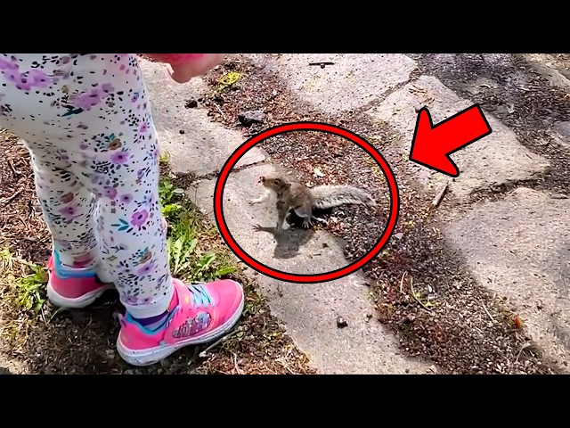 Orphaned Squirrel Follows Girl for 1km, Begging for Help, You Won't Believe What Happens Next