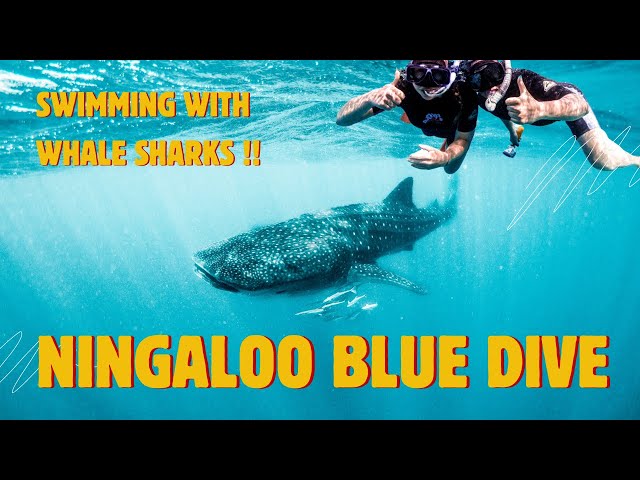 Exmouth’s Ningaloo Reef | Whale Sharks, Mildura Wreck & Vlaming Head Lighthouse