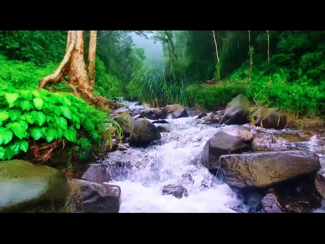 Can't sleep? Hear the Power of Nature with relaxing ASMR River Sounds, Sleep fast&Insomnia Goes Away