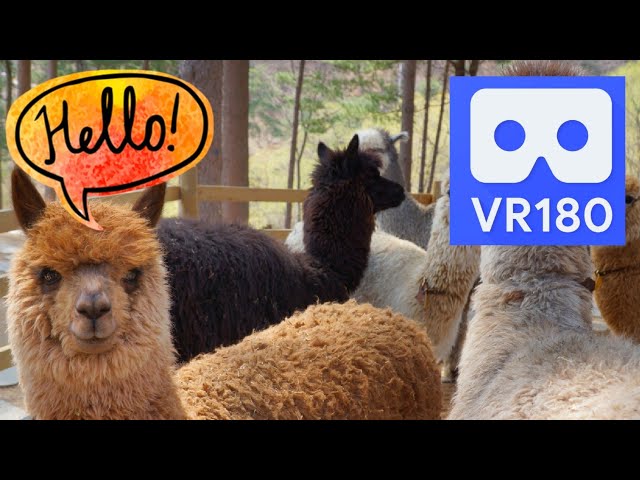 Ride the Alpaca Train in South Korea in VR180 with Vuze XR